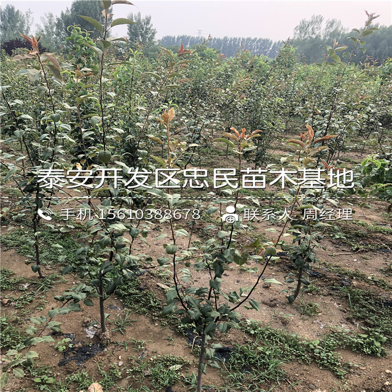 8公分梨樹苗供應價格