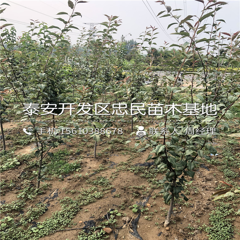 3公分梨樹(shù)苗批發(fā)出售