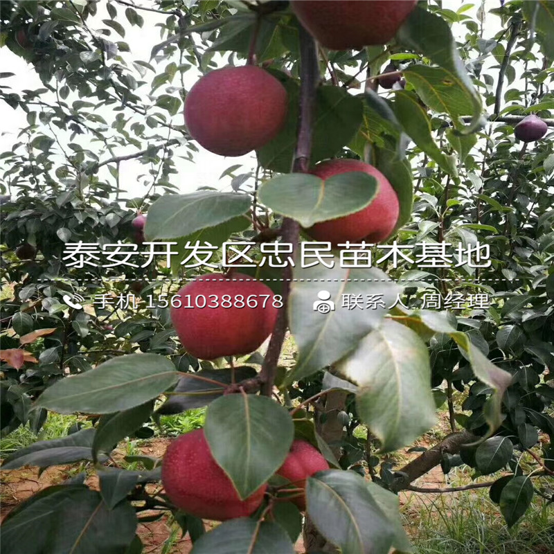 紅梨樹苗哪里價格便宜