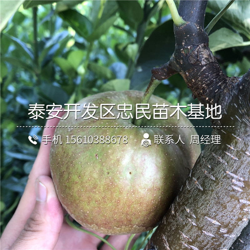 袖珍香梨树苗出售多少钱