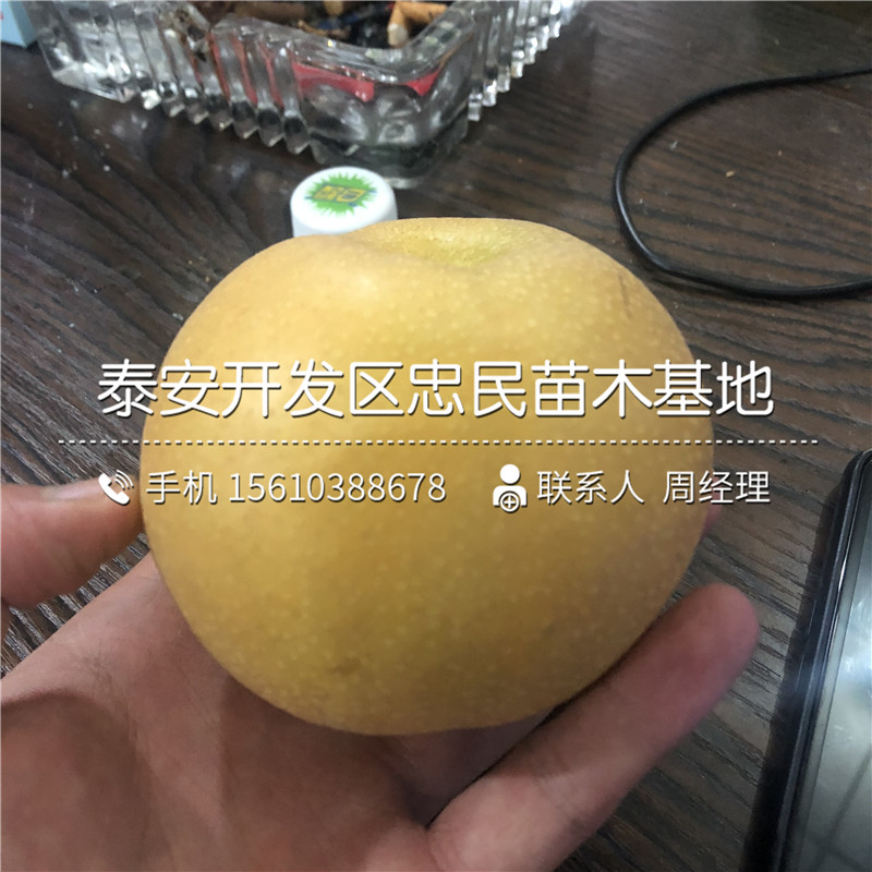 紅考密斯梨樹苗批發(fā)單價