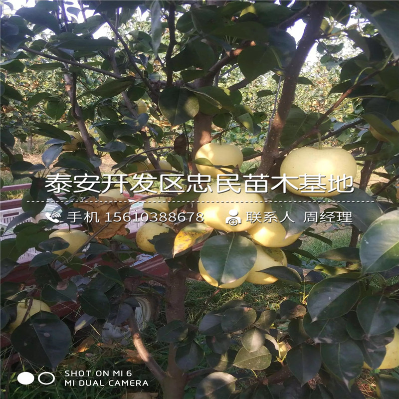 脆梨樹苗種植基地