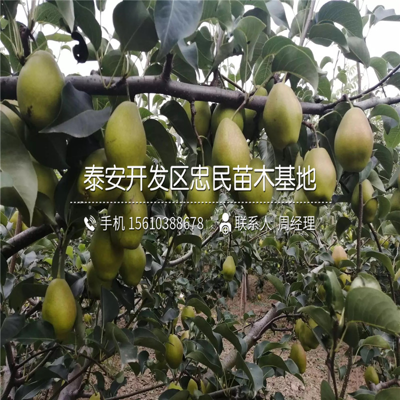 4公分梨樹(shù)苗出售供應(yīng)