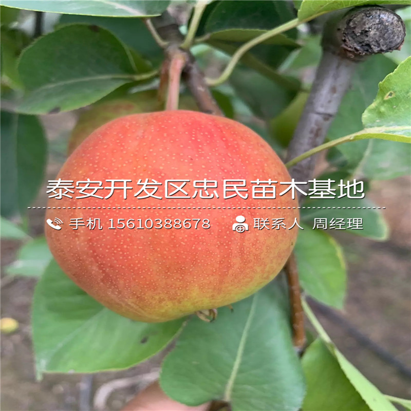 大果水晶梨樹苗銷售價格