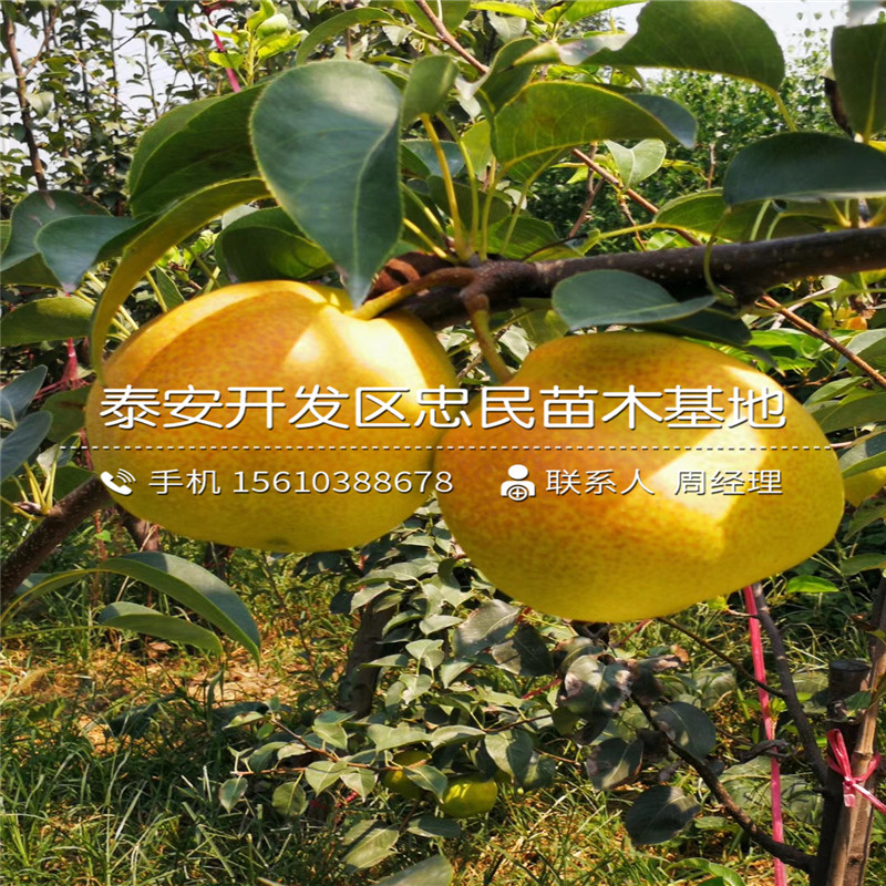 金果梨樹(shù)苗價(jià)格
