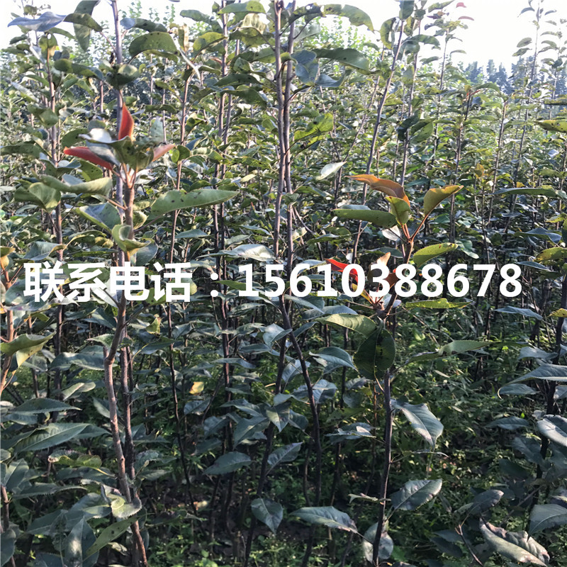 金秋梨樹苗價(jià)格及報(bào)價(jià)