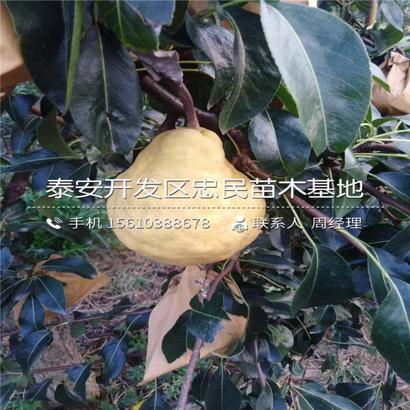 4公分梨樹(shù)苗出售供應(yīng)