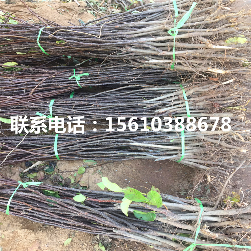 水晶梨樹苗價格哪里便宜