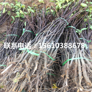 庫爾勒香梨樹苗、庫爾勒香梨樹苗批發(fā)廠家