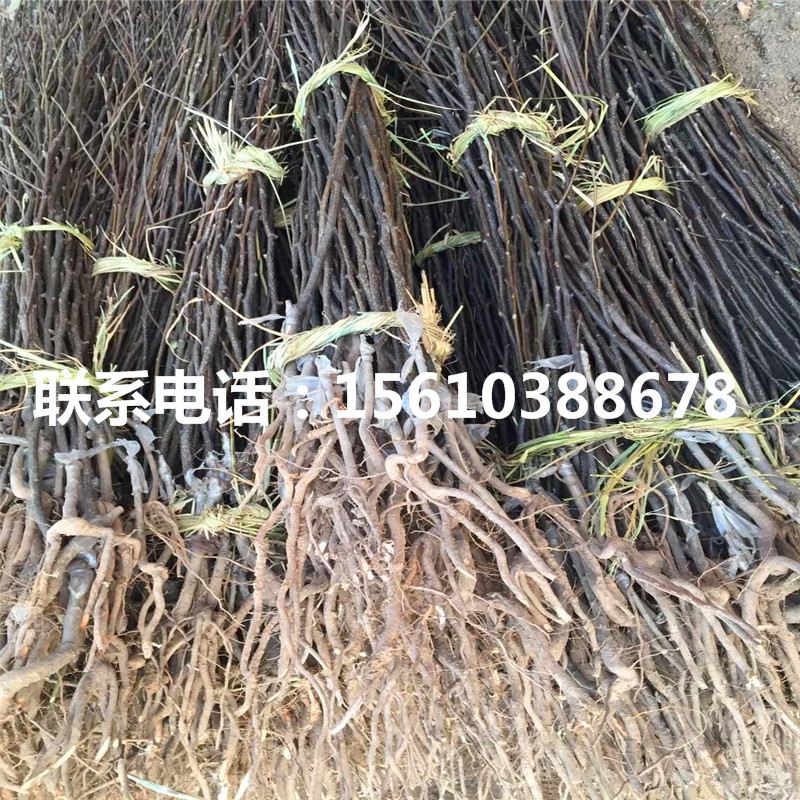 秋月梨樹苗、秋月梨樹苗價位