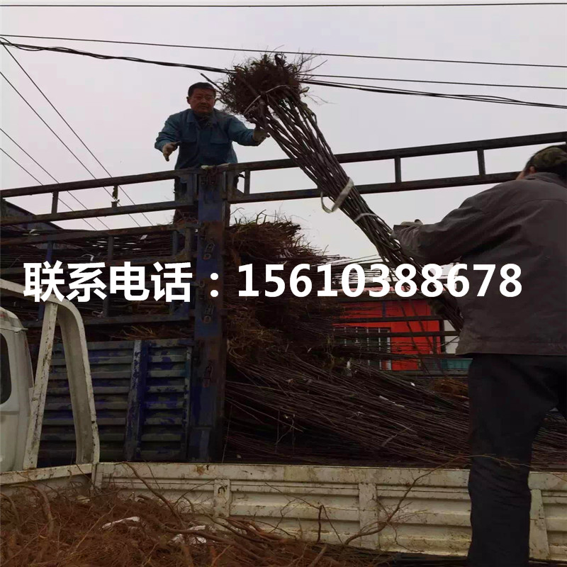 4公分梨樹(shù)苗出售供應(yīng)