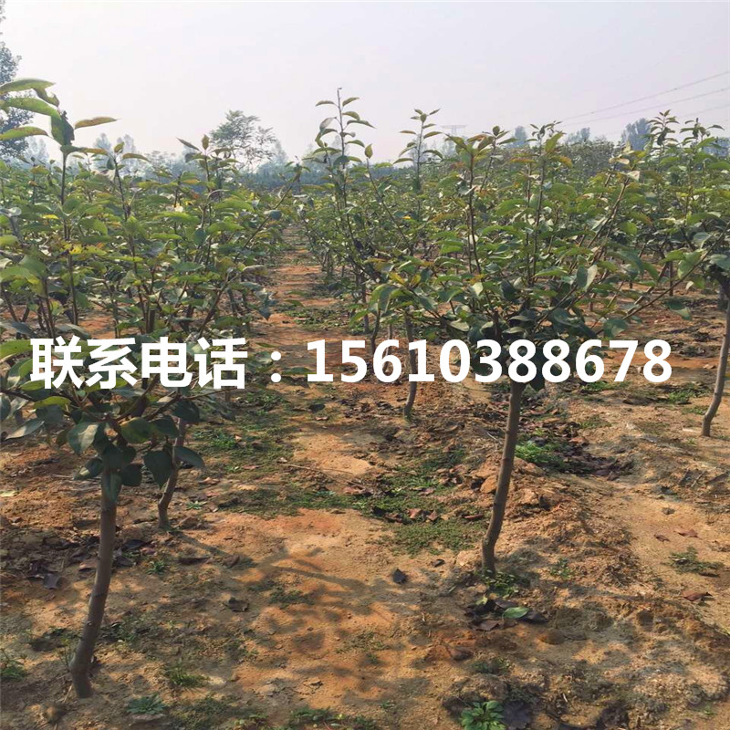 綠寶石梨樹苗、綠寶石梨樹苗供應(yīng)價格