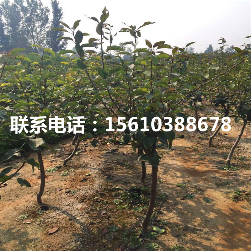 嫁接梨樹苗出售價位