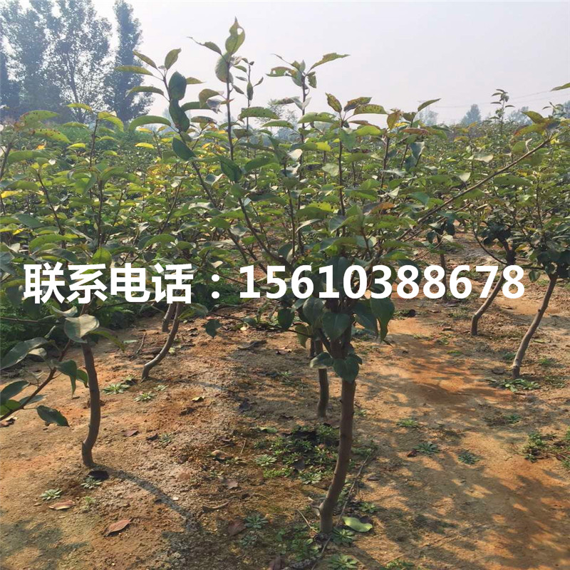 彩虹梨樹苗基地