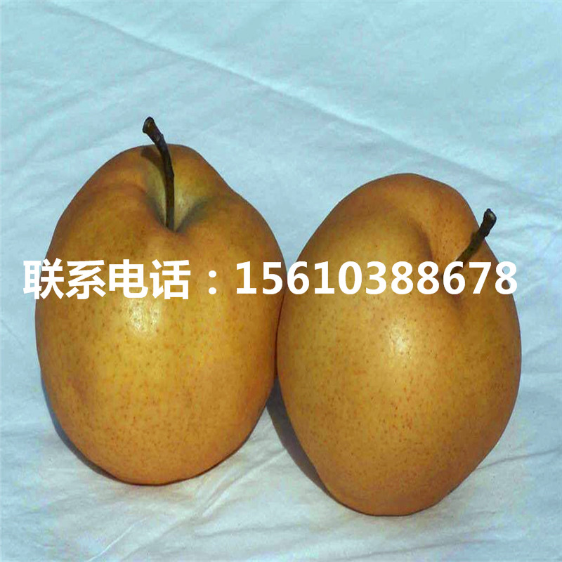 晚秋黃梨樹苗圖片