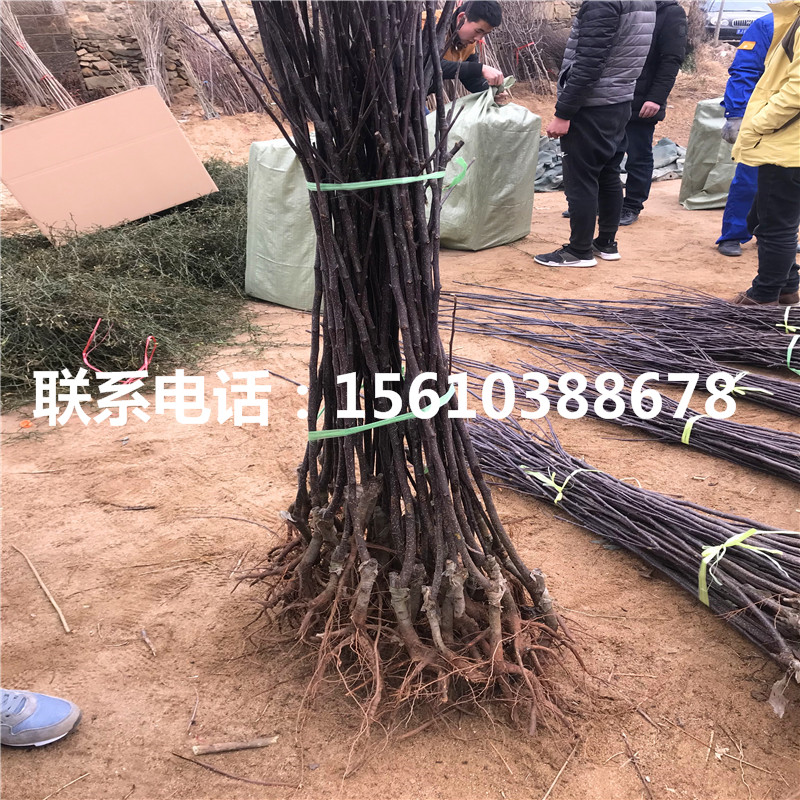 3公分梨樹苗栽培技術(shù)