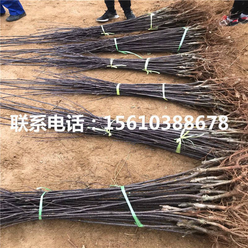 金果梨樹(shù)苗價(jià)格