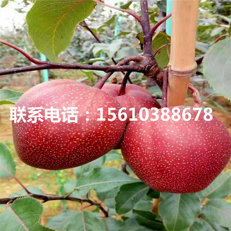 綠寶石梨樹苗多少錢一棵