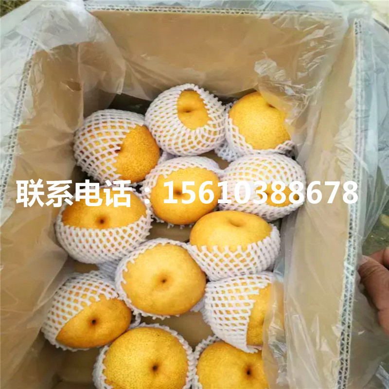 大果水晶梨樹苗價位