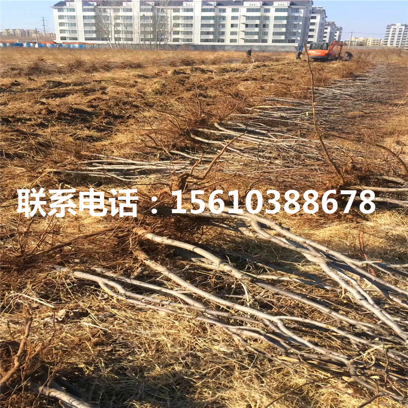香梨樹(shù)苗包郵價(jià)格