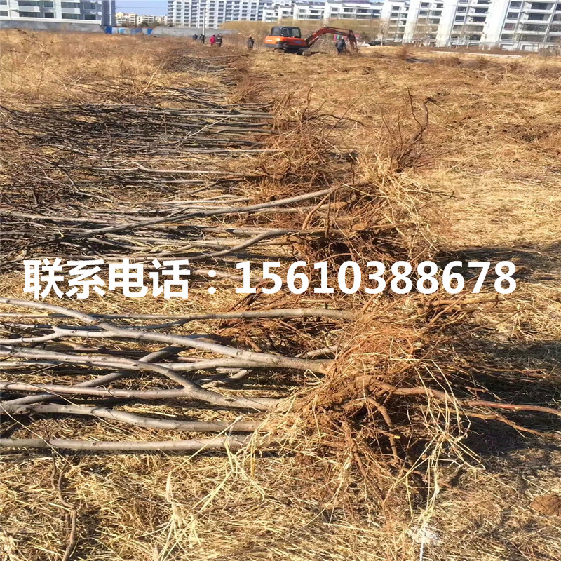 晚秋黃梨樹苗圖片