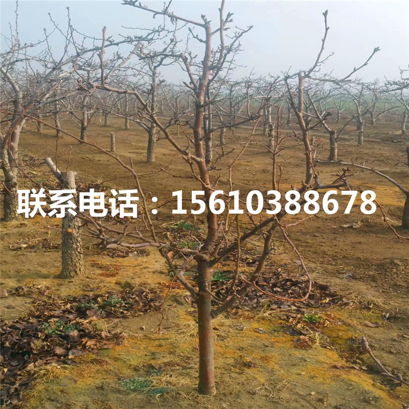 金秋梨樹苗價(jià)格及報(bào)價(jià)