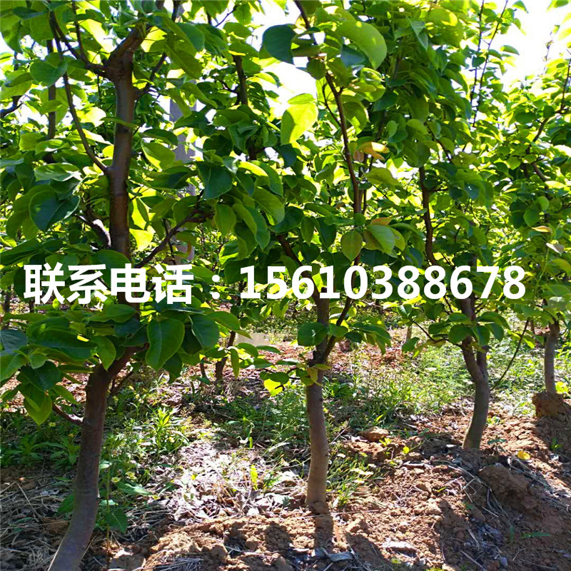 彩虹梨樹(shù)苗批發(fā)多少錢(qián)