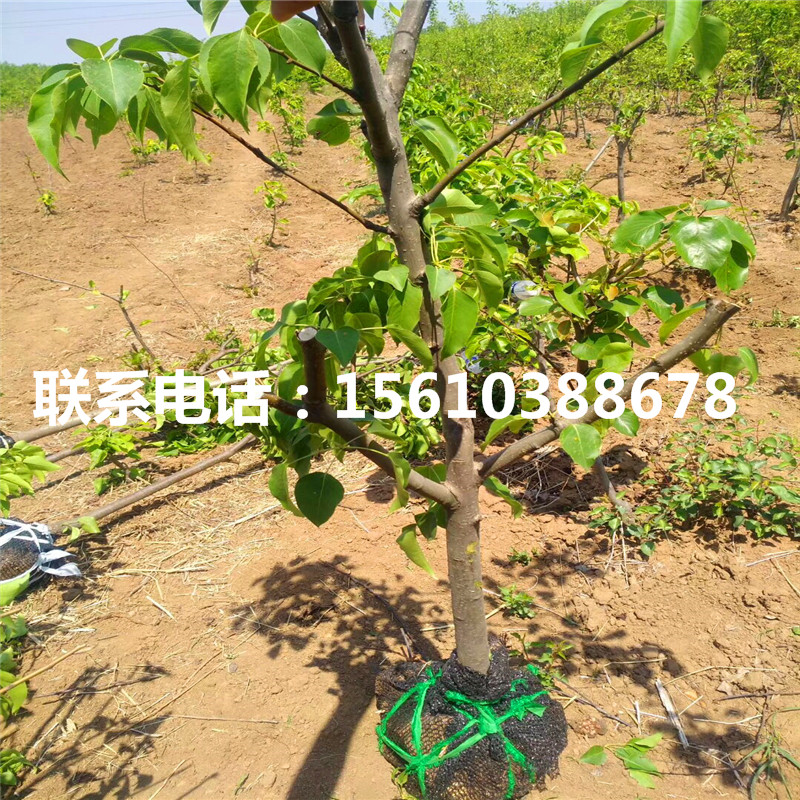 金果梨樹(shù)苗價(jià)格