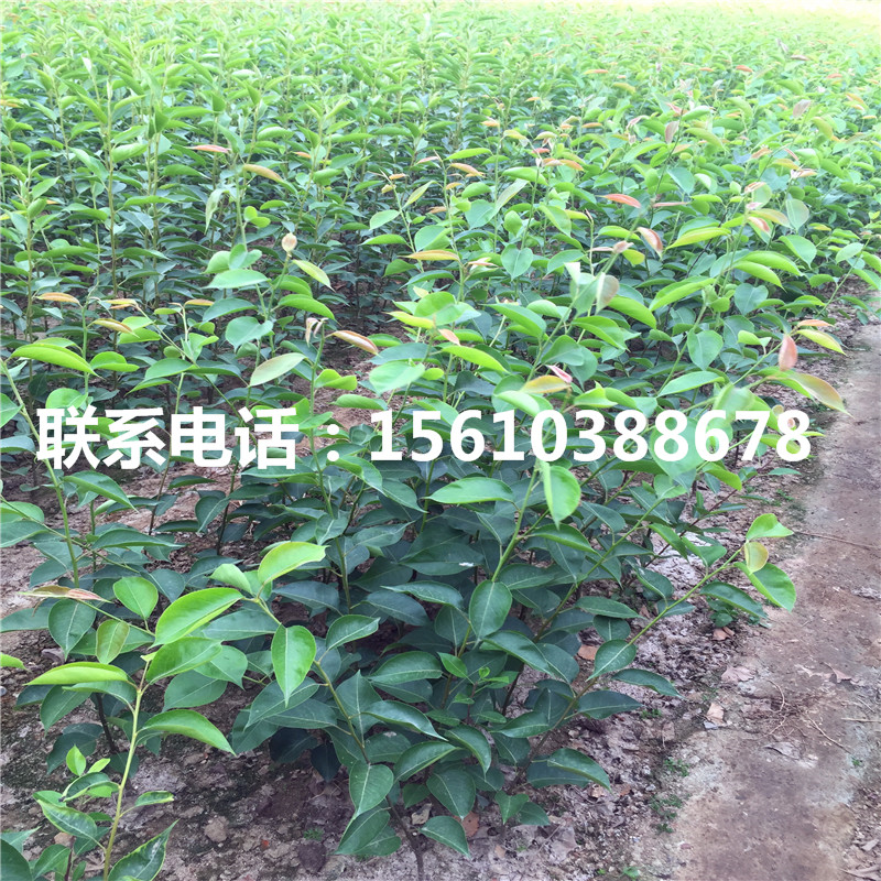彩虹梨樹(shù)苗批發(fā)多少錢(qián)