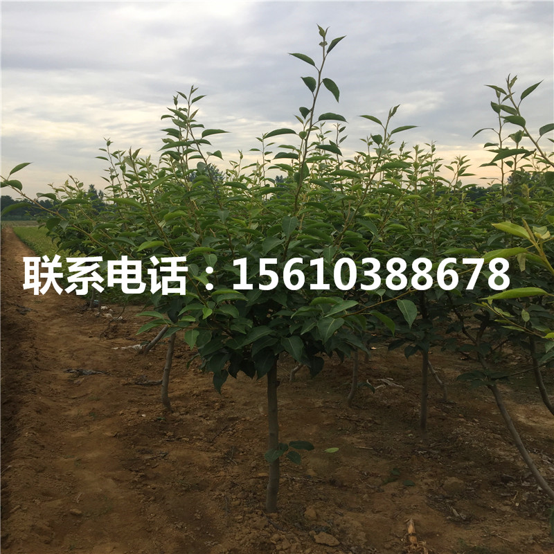 3公分梨樹苗栽培技術(shù)
