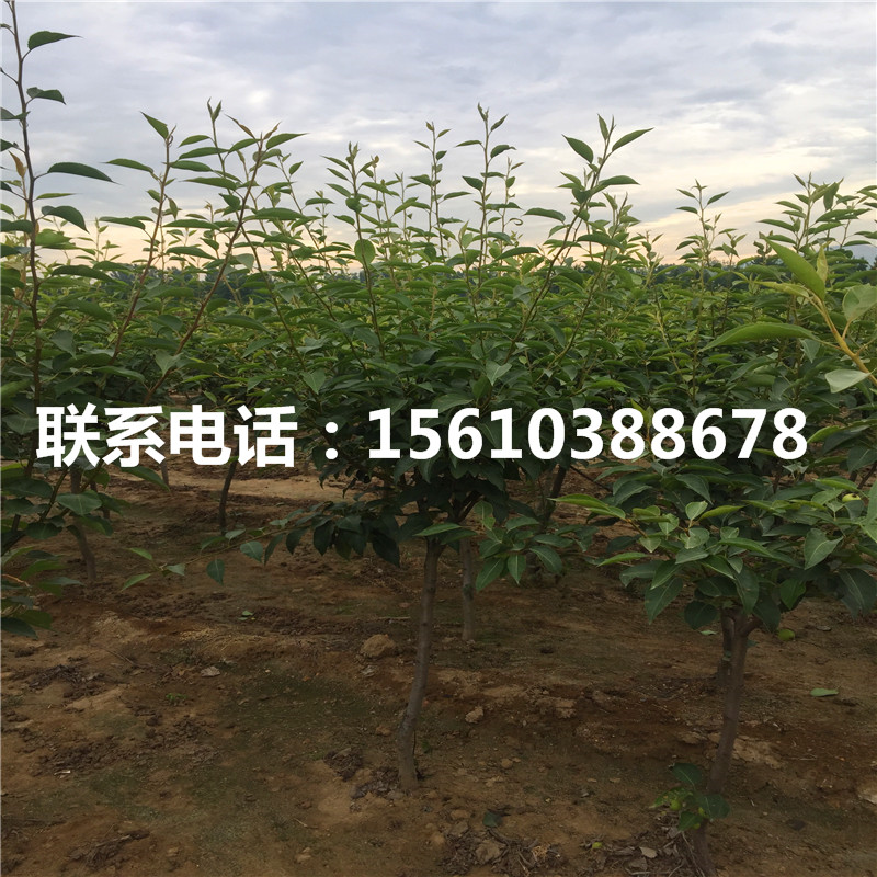 3公分梨樹(shù)苗批發(fā)出售