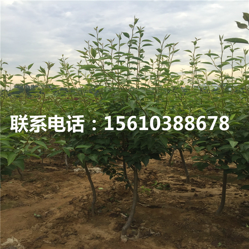 晚秋黃梨樹苗圖片