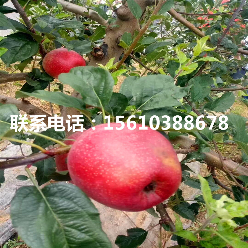 3公分梨樹苗栽培技術(shù)