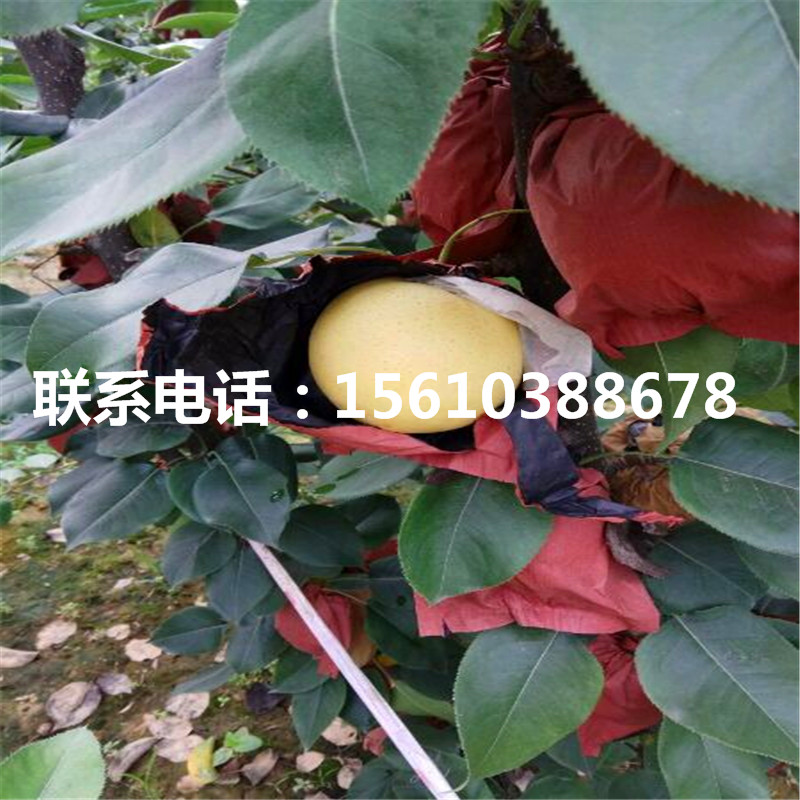 庫(kù)爾勒香梨樹苗價(jià)位