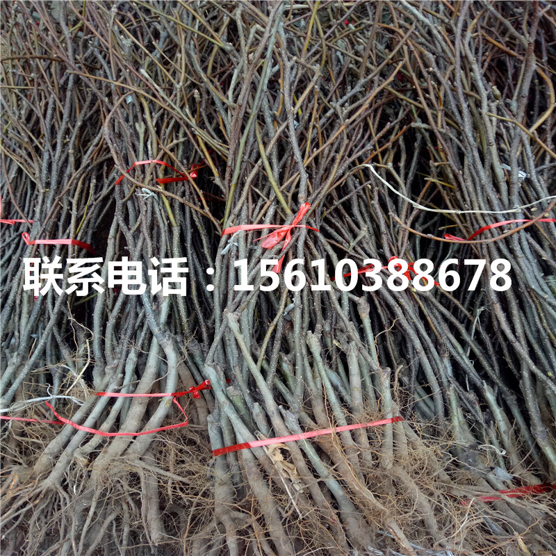 秋月梨樹苗、秋月梨樹苗價位