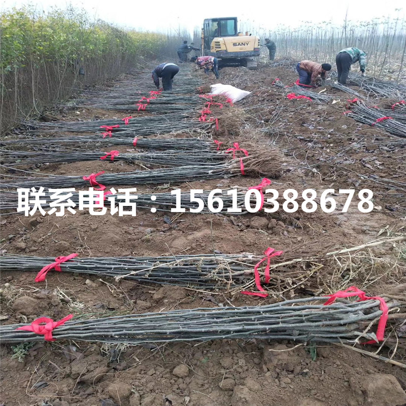 3公分梨樹苗栽培技術(shù)