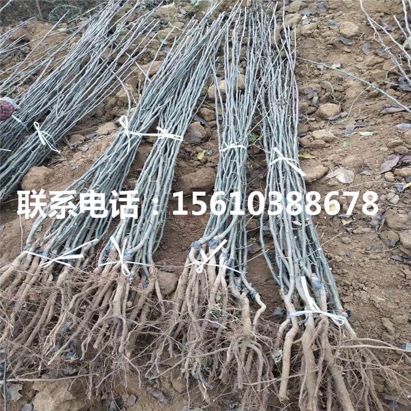 3公分梨樹苗栽培技術(shù)