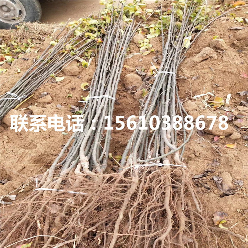 丑梨樹苗品種