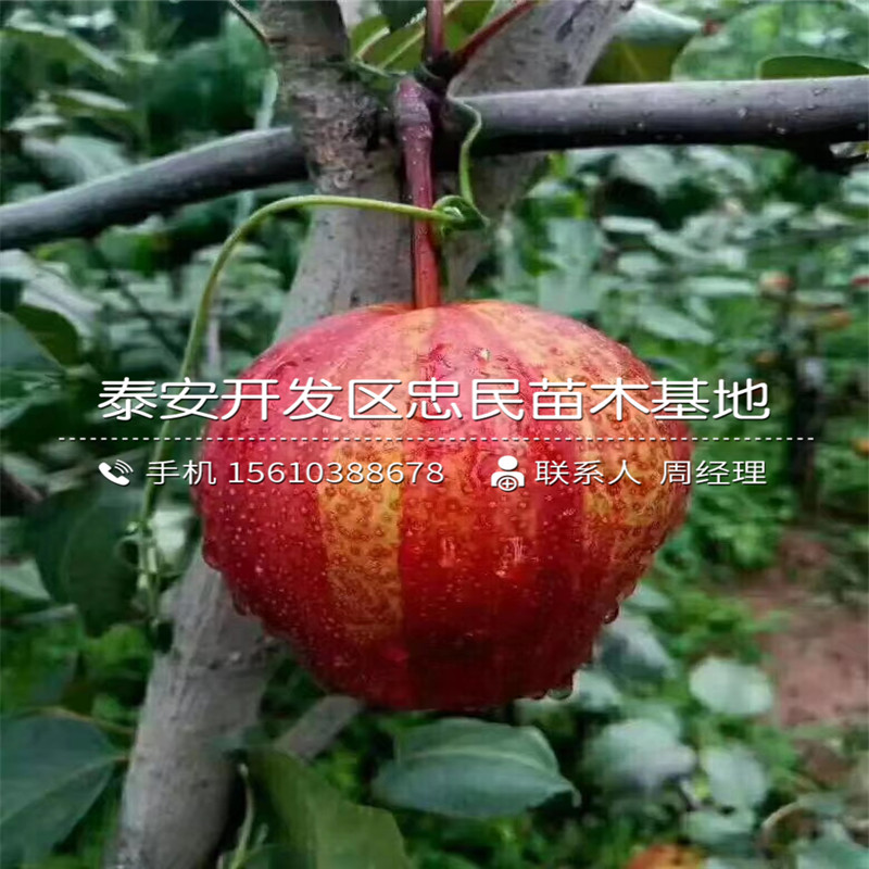晚秋黃梨樹苗那家好