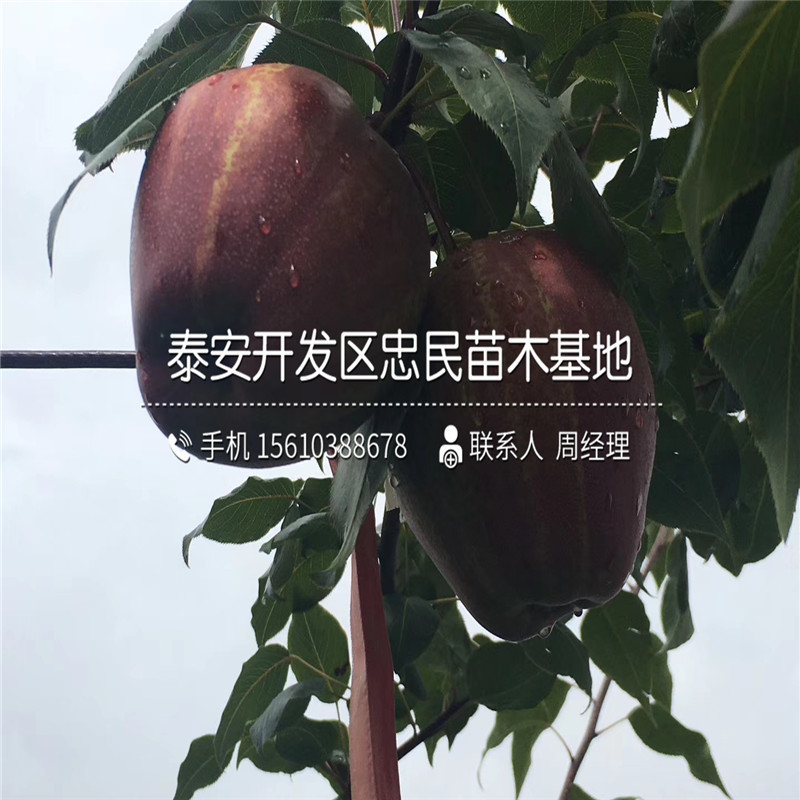 中華雪梨樹苗什么時(shí)間成熟