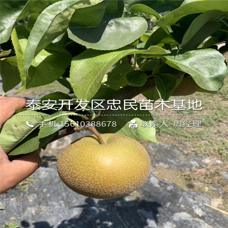 梨樹小苗什么價格