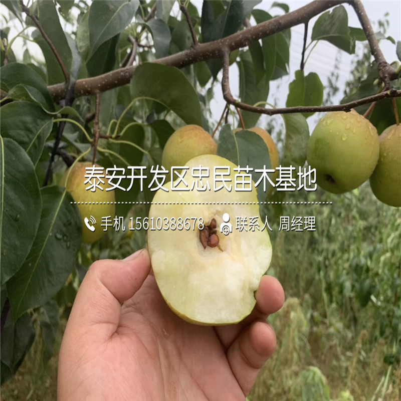 中梨1號(hào)梨樹(shù)苗批發(fā)什么價(jià)格