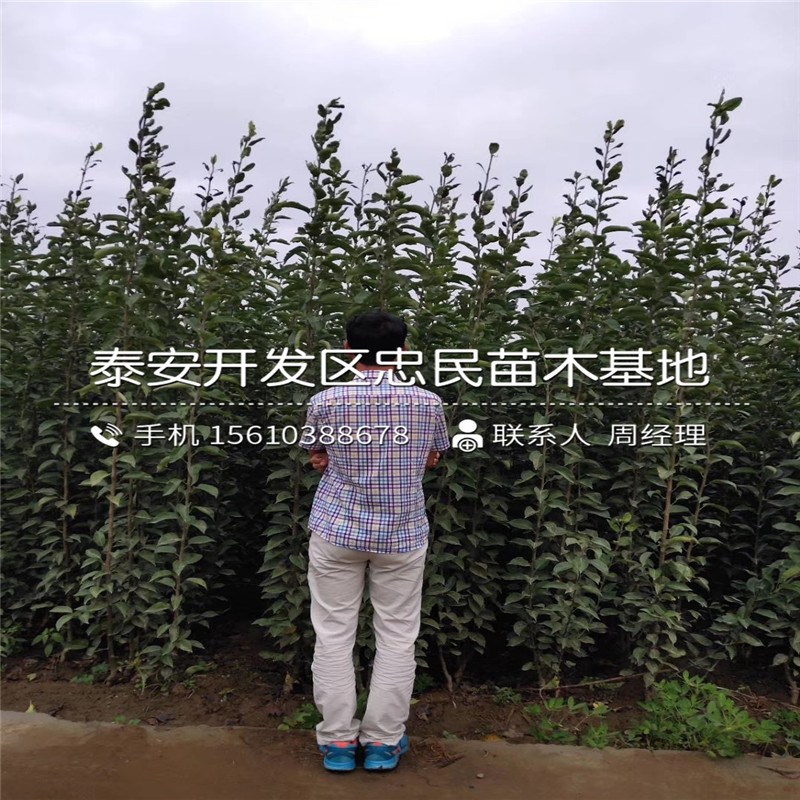 大果水晶梨樹苗價位