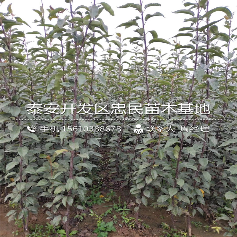3公分梨樹(shù)苗批發(fā)出售