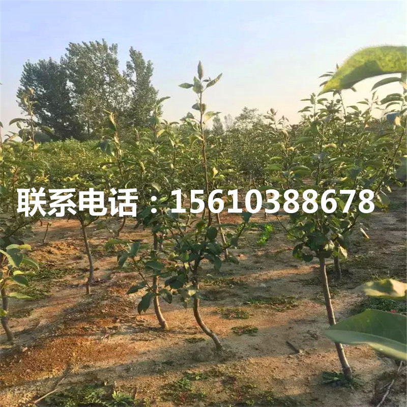 綠寶石梨樹苗一畝地產(chǎn)多少斤