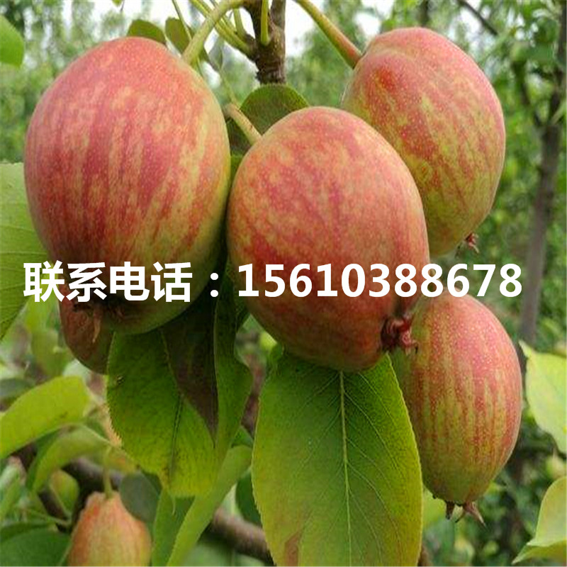 大果水晶梨樹苗價位