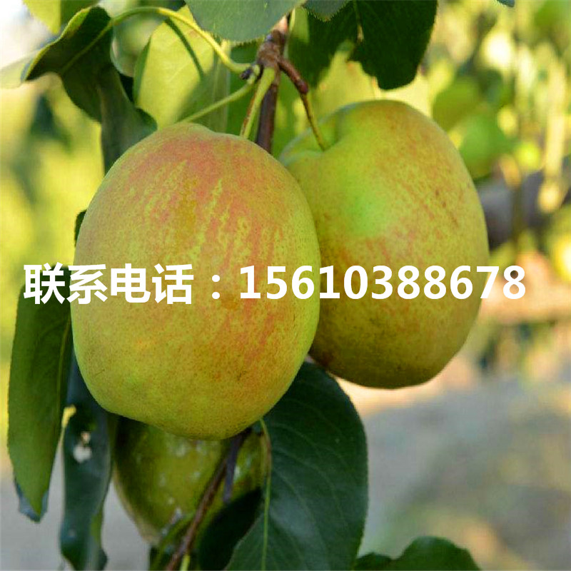 丑梨樹苗什么時(shí)間成熟