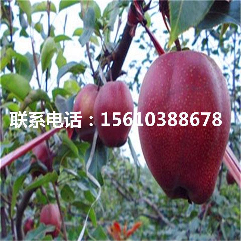 庫(kù)爾勒香梨樹苗價(jià)位