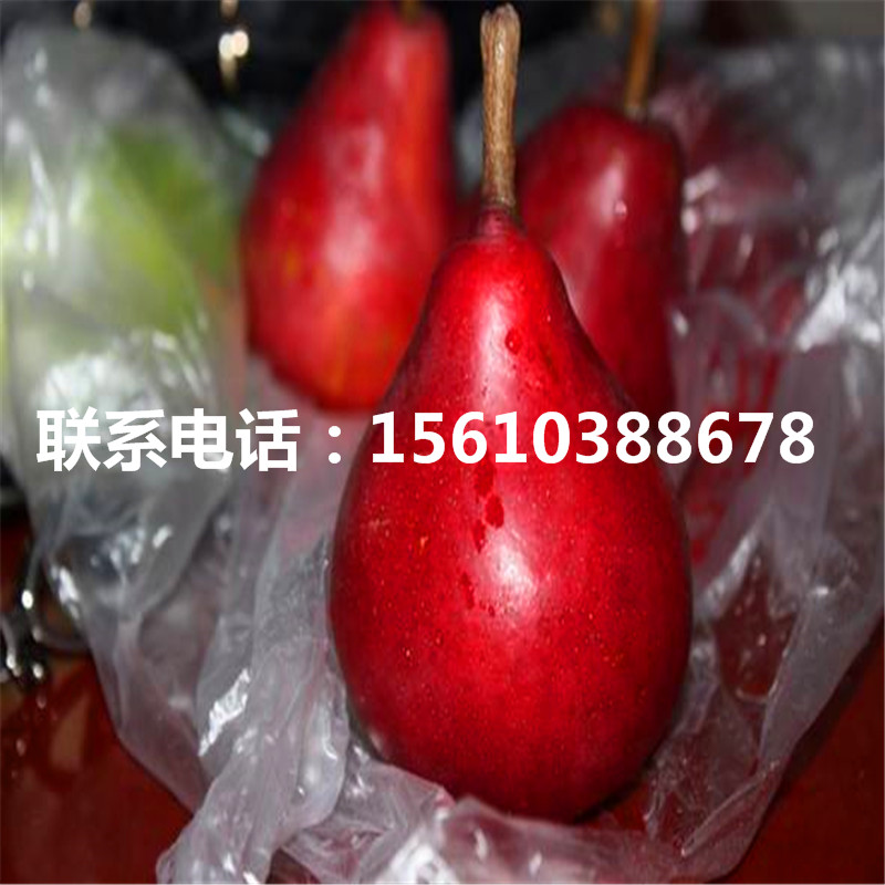 中梨1號梨樹苗、中梨1號梨樹苗咨詢