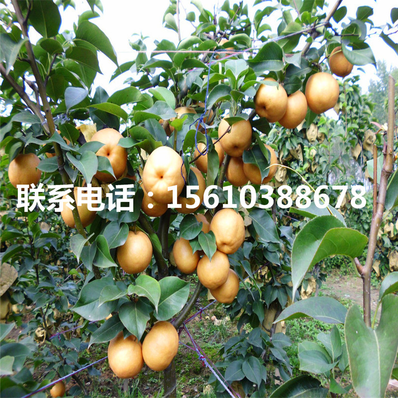 金秋梨樹苗價(jià)格及報(bào)價(jià)
